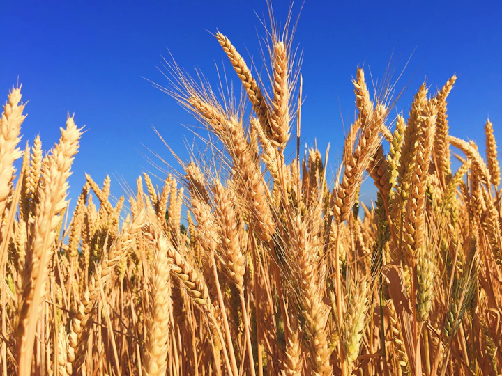 黄淮海小麦对比试验